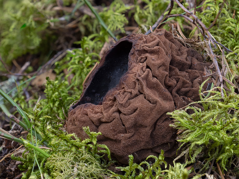 Perenniporia subacida